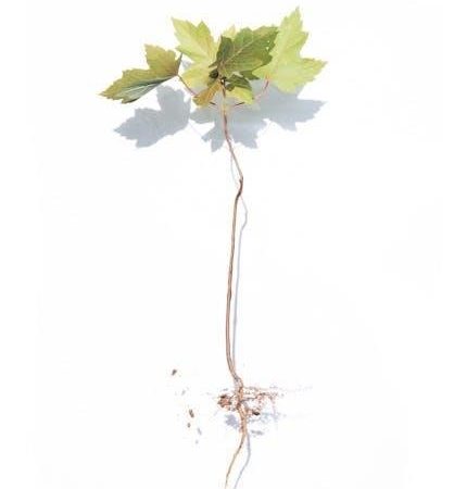 how life works: a user’s guide to the new biology