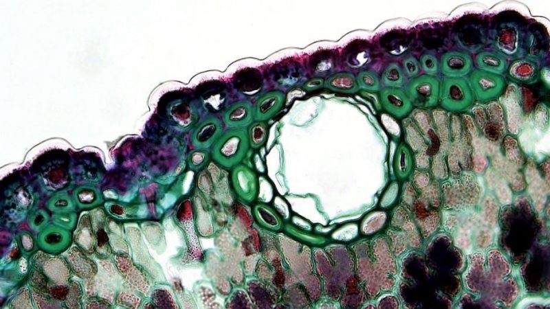 cell transport worksheet answer key pdf